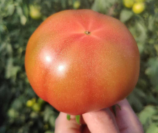 海阳水果西红柿 自然熟 适合生吃，排单发货中，不接急单 商品图1