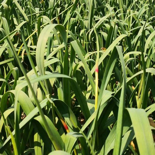 生态菏泽蒜薹 | 合作生产*Eco-young garlic shoot | Coproduction 商品图4