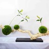 配花-本地绿石竹-10枝/扎 商品缩略图6