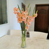 配花.剑兰粉色-10枝/扎 商品缩略图2