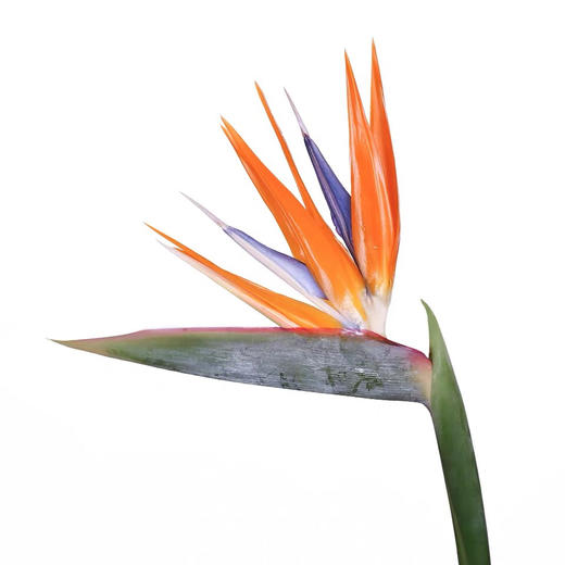 配花-天堂鸟-10枝/扎 商品图2