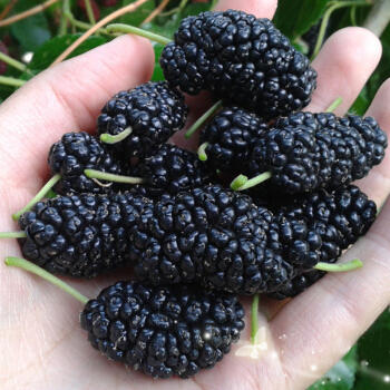 大凉山桑葚  4.5元/盒（250g左右/盒） 商品图2