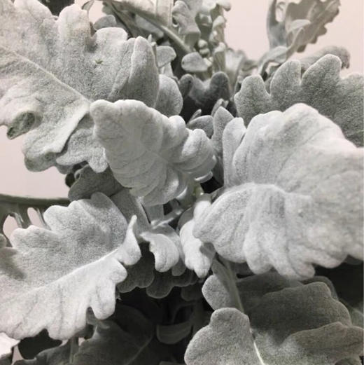 配花-银叶菊多枝 商品图4