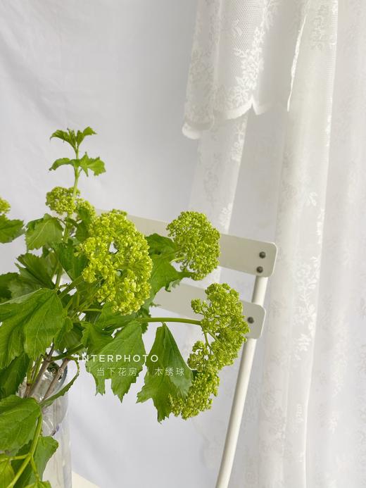 【AB级木绣球】5支/份 长约65-70cm（购买前请看视频实拍） 商品图4