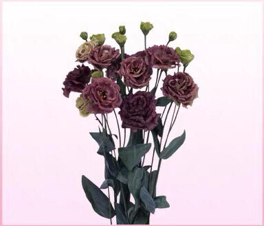 配花-云南（洋桔梗）龙胆-茶色-0.8kg/扎 商品图3