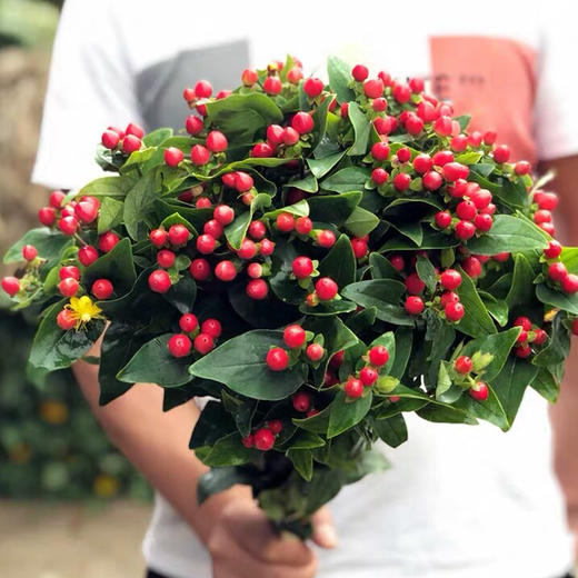 配花-国产火龙珠-红色-10支/扎 商品图2