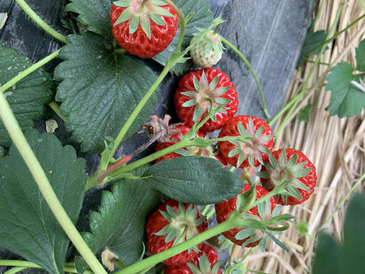 桐叶月卡礼套装 商品图8