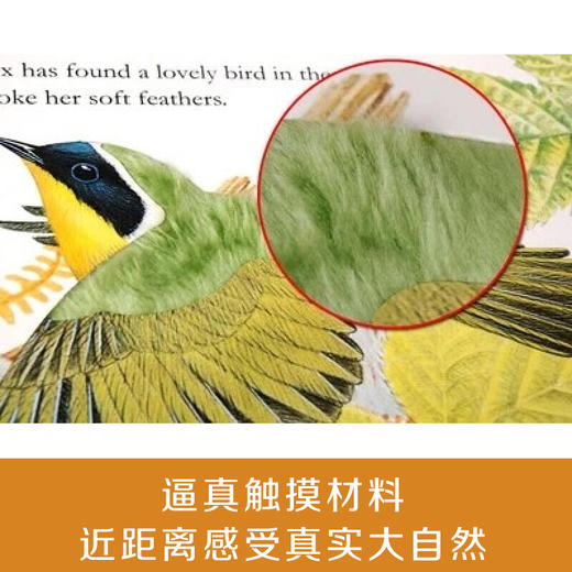 亮丽精美触摸书（小熊波比/小兔比利） 0+ 商品图5