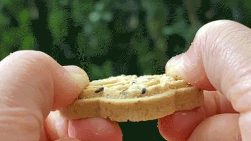 物喜食材小姜饼干零食小吃休闲食品糕点 商品图1