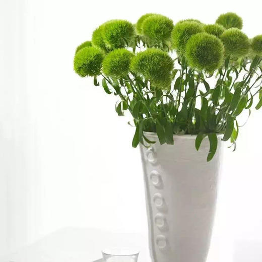 配花-本地绿石竹-10枝/扎 商品图4