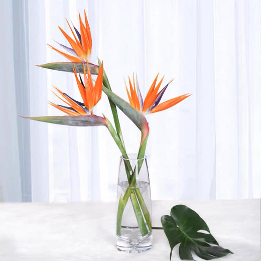 配花-天堂鸟-10枝/扎 商品图4