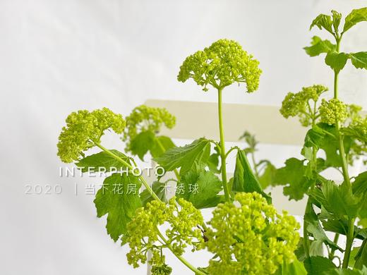 【AB级木绣球】5支/份 长约65-70cm（购买前请看视频实拍） 商品图2