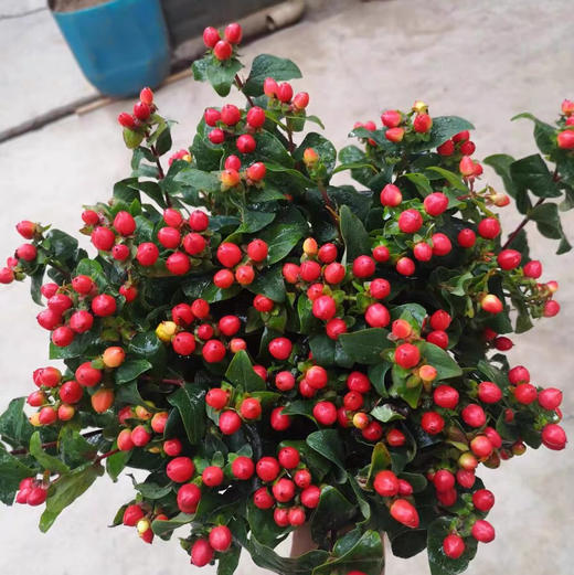 配花-国产火龙珠-红色-10支/扎 商品图3