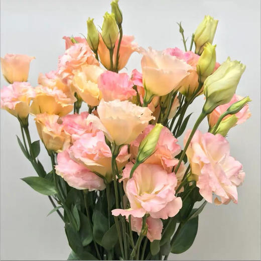 配花-云南龙胆（洋桔梗）-香槟色-0.8KG(特价) 商品图1