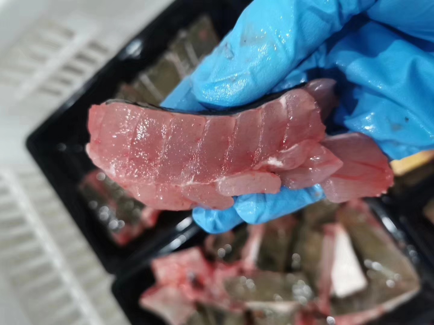 【鳐鱼/魔鬼鱼】野生海捕,肉质细嫩营养丰富!