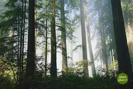 紫椴雪蜜 二百多年的贡蜜历史，产自黑龙江原始森林 商品图5