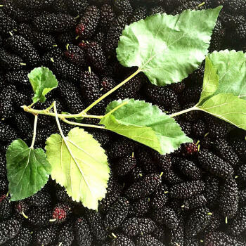 大凉山桑葚  4.5元/盒（250g左右/盒） 商品图1