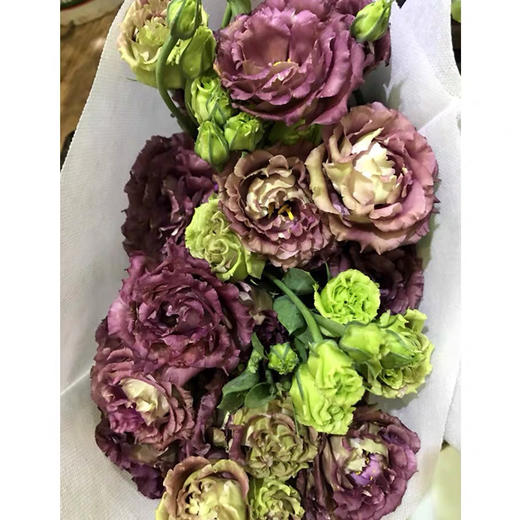 配花-云南（洋桔梗）龙胆-茶色-0.8kg/扎 商品图1