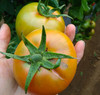 海阳水果西红柿 自然熟 适合生吃，排单发货中，不接急单 商品缩略图2