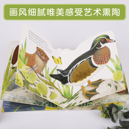 亮丽精美触摸书  两册（小猫头鹰奥奇/小水獭奥斯卡） 商品图4