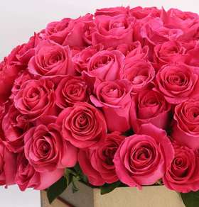 【秒杀福利】南粤推荐-弗洛伊德  20枝