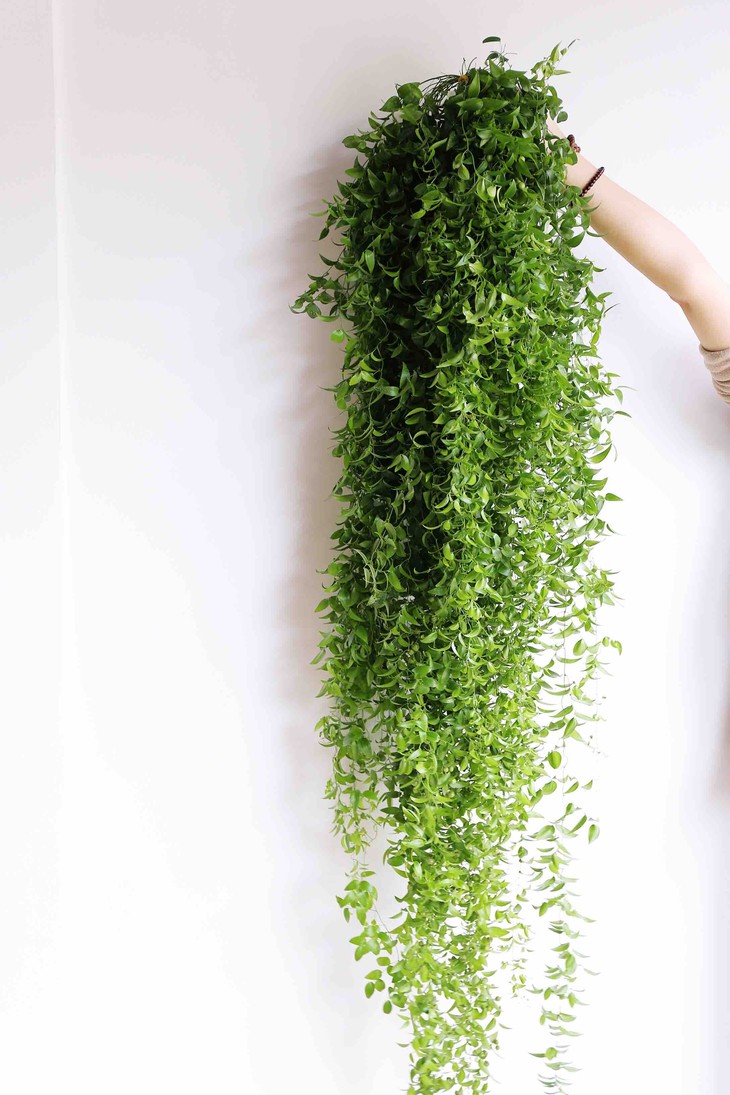 本周特惠园区直销【幸运星】12元/把