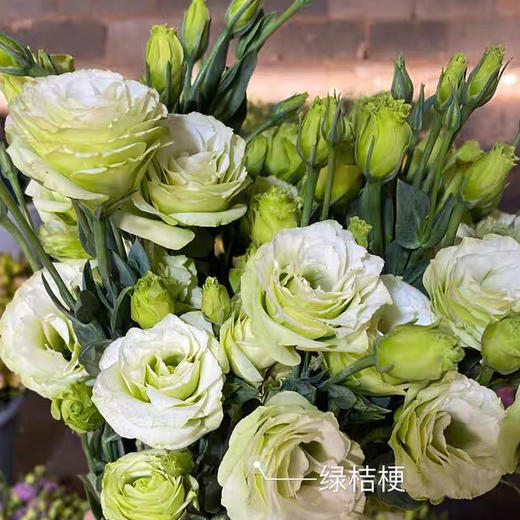 配花-云南龙胆（洋桔梗）-绿色-0.8kg(特价) 商品图1