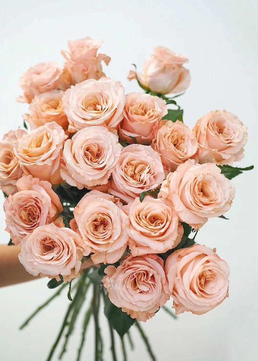 【昆明玫瑰】国产微光，20支/扎 A级 商品图7