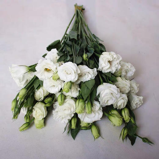 配花-云南龙胆（洋桔梗）-白色-0.8KG 商品图2