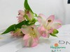 海盛六出花 -浅粉色 10枝 商品缩略图1