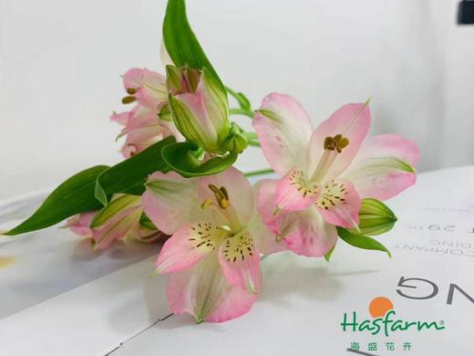 海盛六出花 -浅粉色 10枝 商品图1