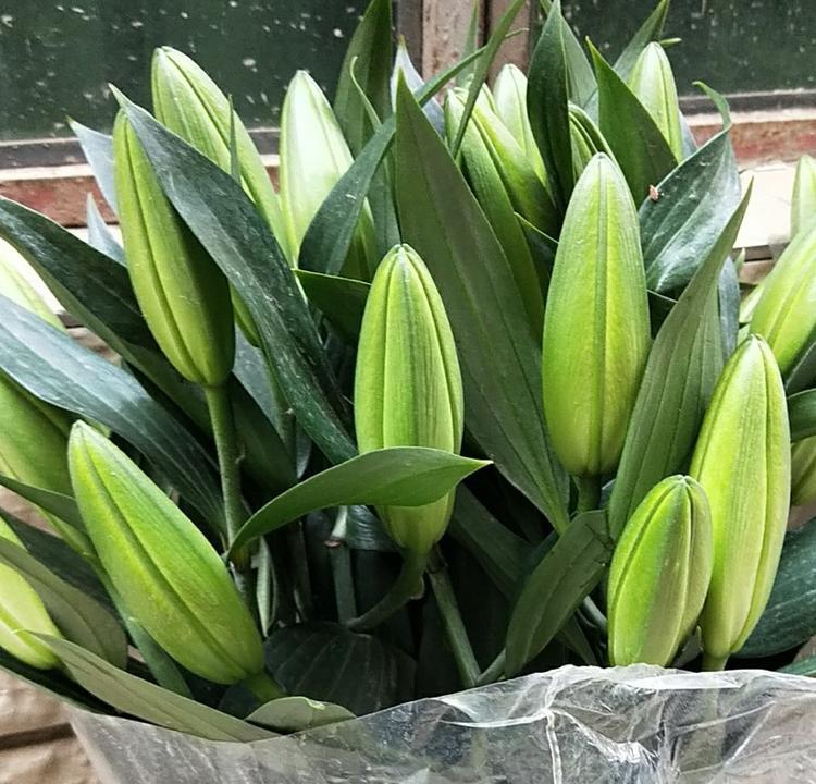 2bh/百合 黄天霸三头-10枝/扎