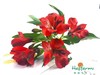海盛六出花- 红色 10枝 商品缩略图1