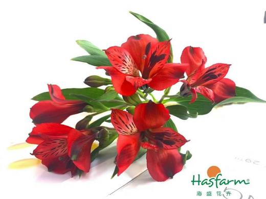 海盛六出花- 红色 10枝 商品图1
