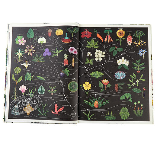 【中商原版】植物博物馆（欢迎来到博物馆系列）英文原版 Botanicum （Welcome to the Museum） 商品图3