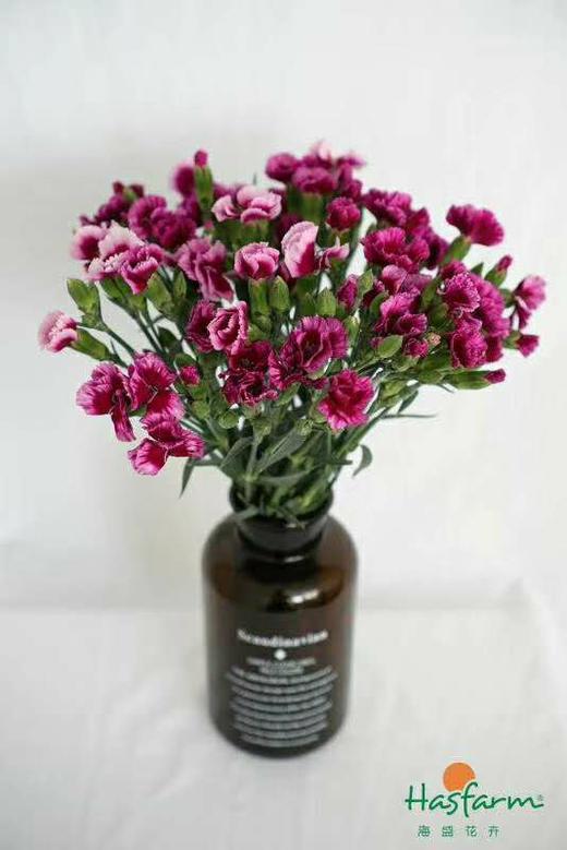 【葛优】波萝蜜，蝴蝶康，紫红色，20支/扎 商品图1