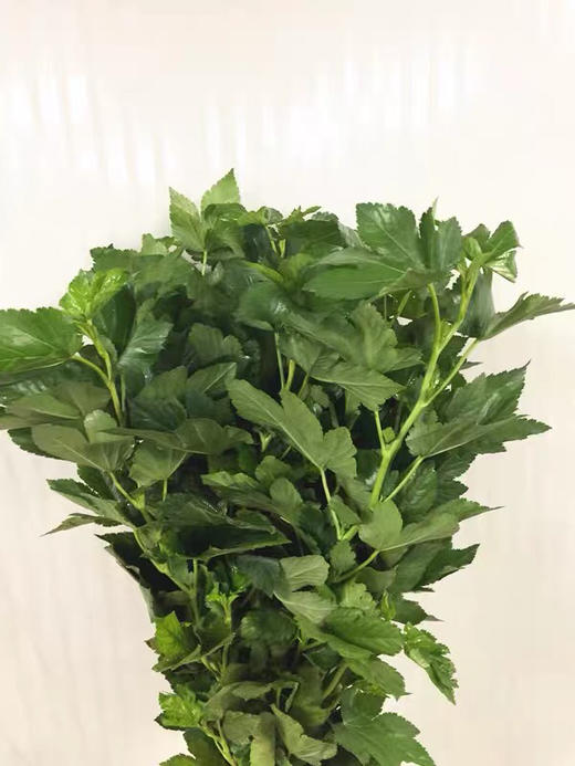 配叶-日本枫叶 商品图1