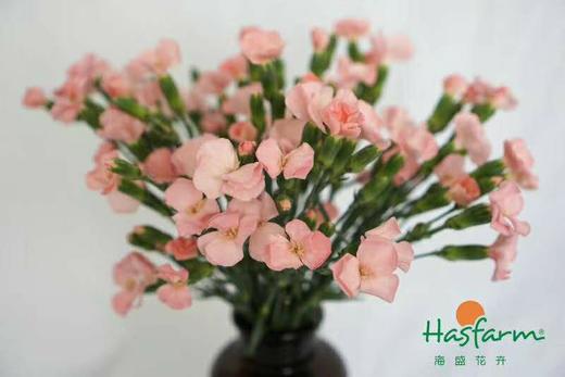 【卡萨】波萝蜜，蝴蝶康，粉色，18-20支/扎 商品图1