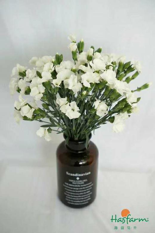 【艾德】波萝蜜，蝴蝶康，白色，18-20支/扎 商品图1