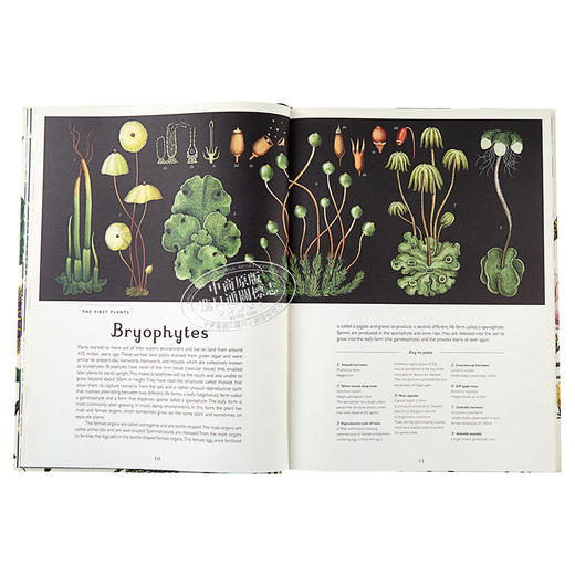 【中商原版】植物博物馆（欢迎来到博物馆系列）英文原版 Botanicum （Welcome to the Museum） 商品图6