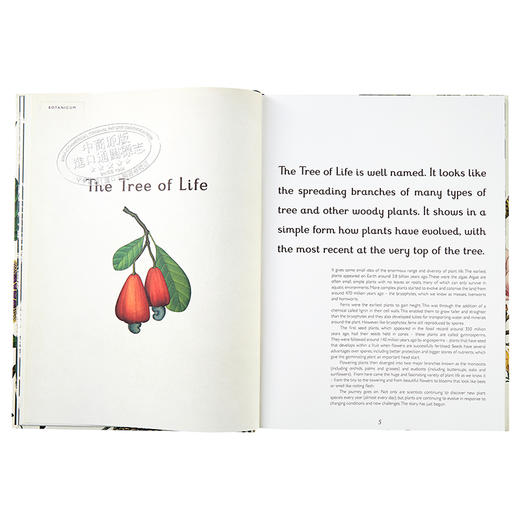 【中商原版】植物博物馆（欢迎来到博物馆系列）英文原版 Botanicum （Welcome to the Museum） 商品图4