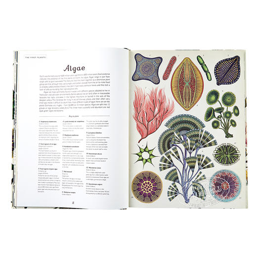 【中商原版】植物博物馆（欢迎来到博物馆系列）英文原版 Botanicum （Welcome to the Museum） 商品图5