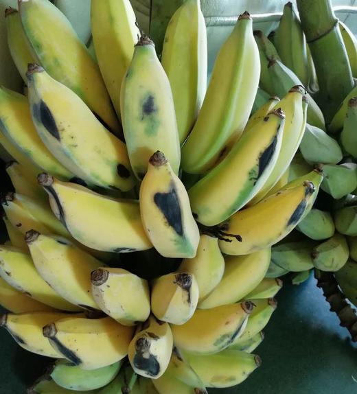 野生芭蕉 丨生态丨 无农药化肥 香甜软糯 ，遇下雨天发货顺延，介意者慎拍！  || 彝族傣族自治区云妍农场 商品图4