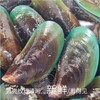 【半壳青口】 野生贝壳类，味道鲜美，营养丰富，鲜活帮开去一半壳 商品缩略图5