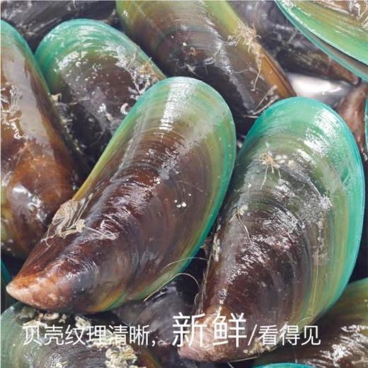 【半壳青口】 野生贝壳类，味道鲜美，营养丰富，鲜活帮开去一半壳 商品图5