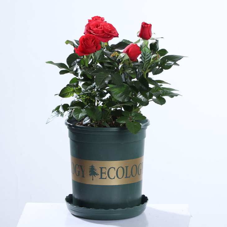 1盆玫瑰花盆栽带花苞阳台庭院月季花苗四季花卉欧月微型蔷薇植物