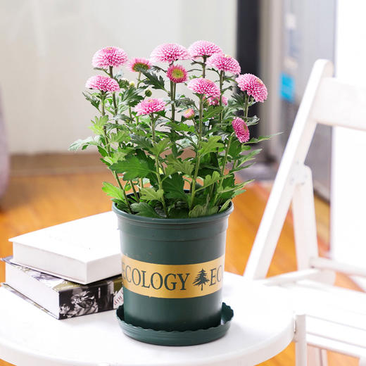 乒乓菊盆栽-四季开花室内客厅阳台庭院观花观赏花卉(加仑盆)