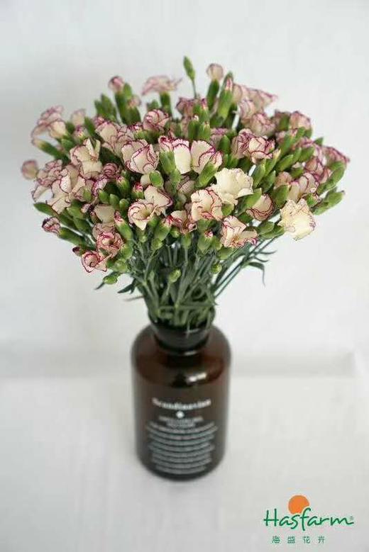 【缇娜】波萝蜜，蝴蝶康，紫边色，18-20支/扎 商品图1