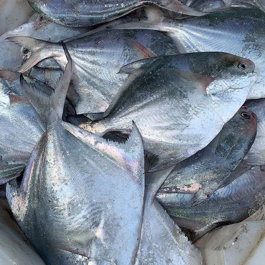 〔象山码头直发包邮17〕码头海鲜野生梭子蟹/鲳鱼/带鱼/深海黄鱼/野生花蛤/海钓鲷鱼/红膏青蟹/芒种虾皮/带膏小管/泥蛏子/斑节虾/翡翠鲍鱼/章鱼/琵琶虾/皮皮虾/小船红虾/墨鱼干 商品图5