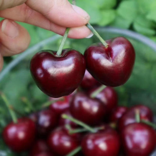 大连大棚俄罗斯8号桃（脆甜 果味浓）2斤/4.6斤 商品图10